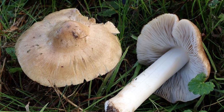 Schloss und Schlossgarten Favorite, Sonstiges, Projekt Schloss.Baum.Pilz