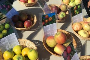 Schloss Solitude, Impression des Herzoglichen Apfeltags